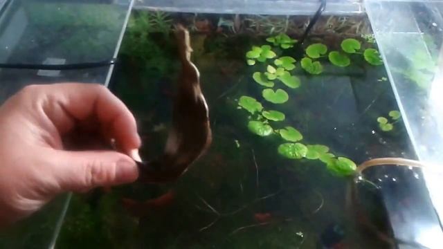 Как избавиться от улиток в Аквариуме. смотреть онлайн