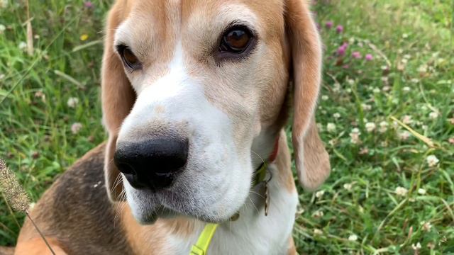 Прогулка с собакой на клеверном поле | Walk with the dog on the clover field смотреть онлайн
