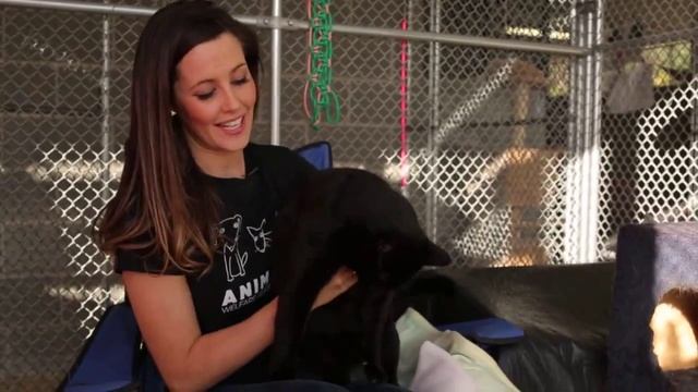 Animal Welfare League NSW Purrfect Match - Ep 2 смотреть онлайн