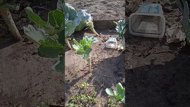 Огурцы на шпалере? или огурцы в открытом грунте? выращивание огурцов. смотреть онлайн