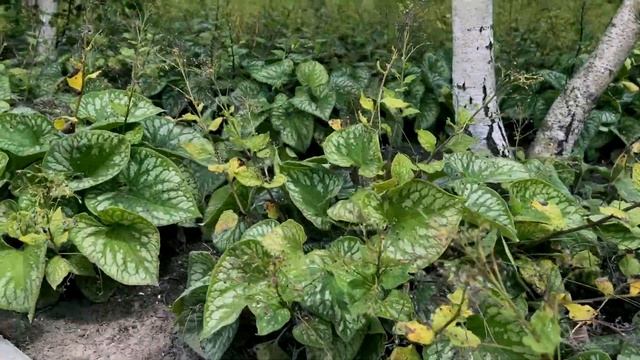 Floriade Expo 2022 Tour, Almere, Netherlands смотреть онлайн