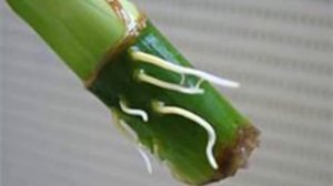 ДРАЦЕНА. Пересадка и размножение драцены в домашних условиях.