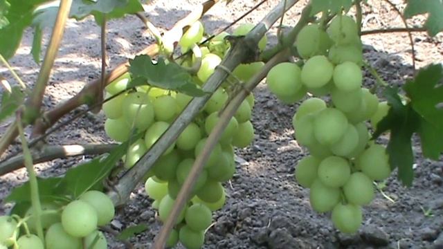 ГФ ВИНОГРАДА СЕНАТОР смотреть онлайн
