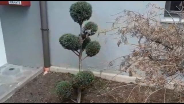 Карликовые хвойные-удивидельно красивые. смотреть онлайн