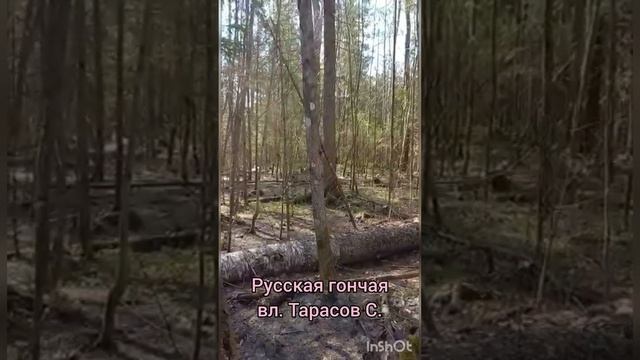 Русская гончая вл. Тарасов С. смотреть онлайн