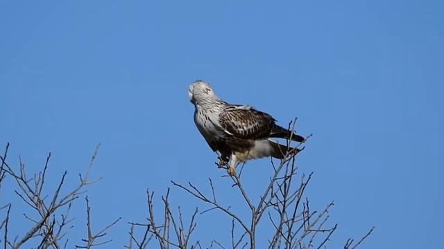 Buteo lagopus 털발말똥가리 смотреть онлайн