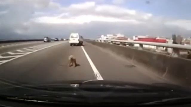 Собачку чуть не намотало на колесо! смотреть онлайн