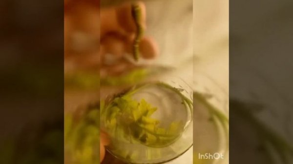 Гусеница парусника-махаона(Papilio machaon)