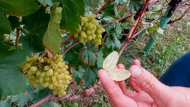 @Виноград Арарат кишмиш Новый виноград смотреть онлайн