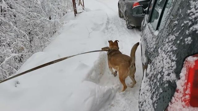 Поездка на дачу! Рождественский стол! (4) смотреть онлайн