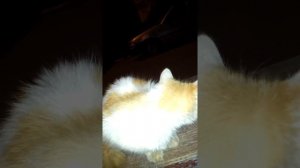 Насморк у кота