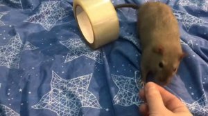 Как научить домашнюю крысу простым трюкам! Дрессировки крыс легко и быстро!