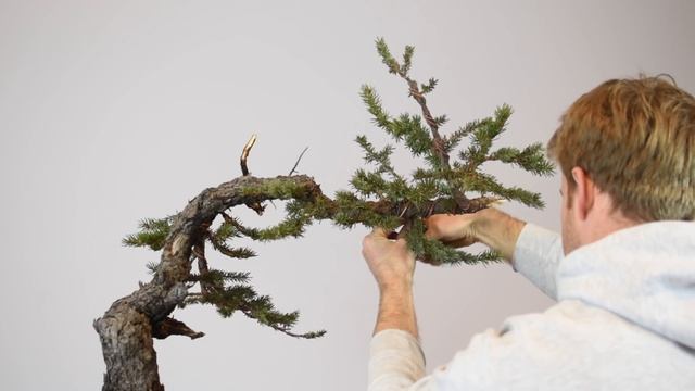 Colorado Blue Spruce | Bonsai-U Bonus смотреть онлайн