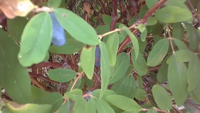 С комфортом на даче. Дачный сезон. смотреть онлайн