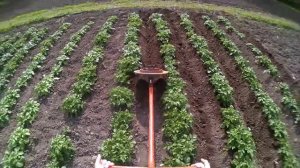 окучивание картошки