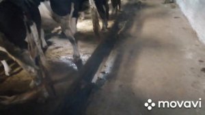 Как работает система навозоудаления?