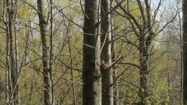 Смешные белки в парке играют в догонялки смотреть онлайн