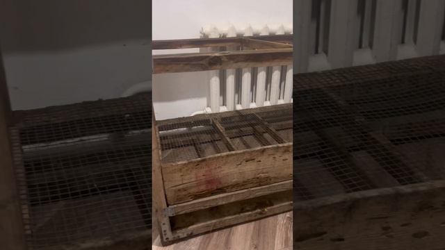 Тауыктын балапанын 0 - ден бастап багып осиру. Биринши брудер жасау. Балапаннын уйшиги. смотреть онлайн