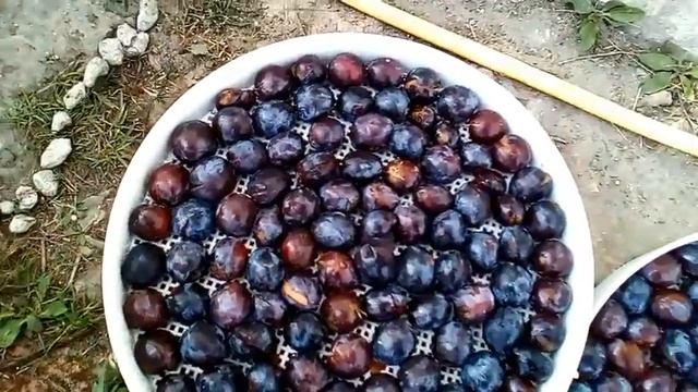 Сушка слив в электросушилке. смотреть онлайн