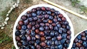 Сушка слив в электросушилке.