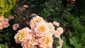 Роза Ландлуст (LandLust). Северо-Западный регион.