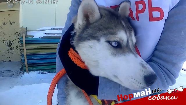 Норманые собаки смотреть онлайн