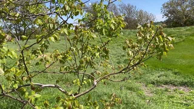 Орех привитой или сеянцы ? Стоит ли сажать сеянцы ореха ? Плюсы и минусы смотреть онлайн