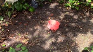 Как накопать ЧЕРВЕЙ без ЛОПАТЫ за 5 минут.