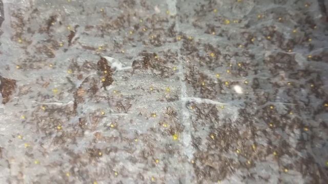 Бегония из семян. А вы знали этот способ? Не повторяйте мою ошибку((( смотреть онлайн