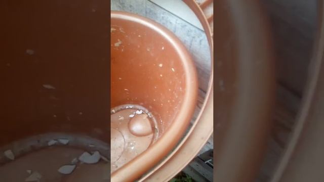 Куры и утки смотреть онлайн