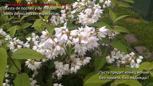 202007 самые красивые цветы июля смотреть онлайн