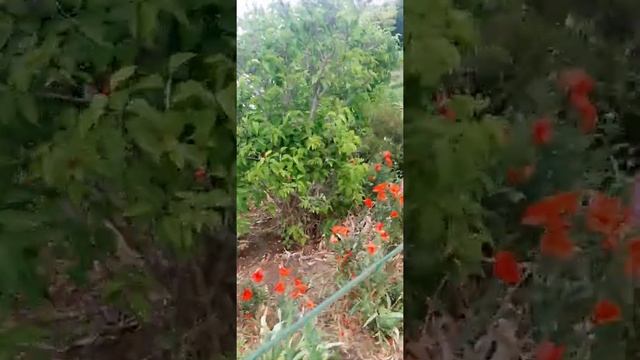 ВСЕХ ПОЗДРАВЛЯЮ С ПЕРВЫМ ДНЁМ ЛЕТА!? смотреть онлайн
