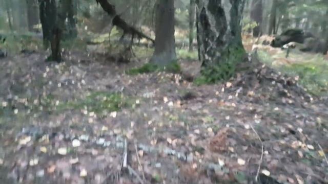 Грибные новости 7 октября ! Грибы 2021 ! смотреть онлайн