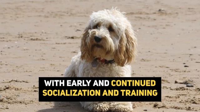 The Cockapoo: Everything About This Teddy Bear Dog! смотреть онлайн
