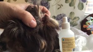 Как подстричь шерсть на ушах йорков.