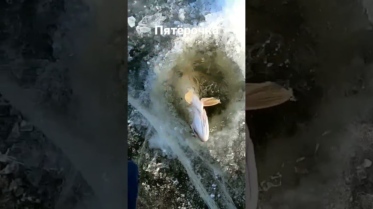 Пятёрочка #рыбалка смотреть онлайн