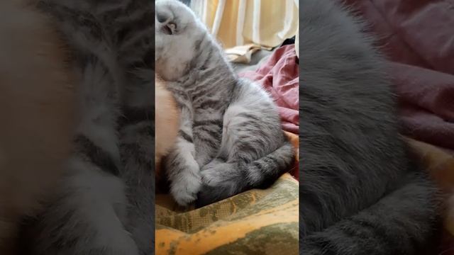 Чистые лапки - это наше всё смотреть онлайн