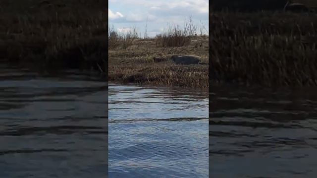Морской заяц на реке Вижас смотреть онлайн