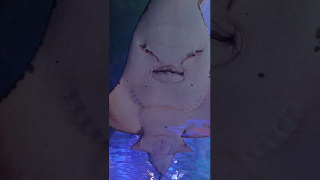 Скат в тонеле океанариума в Бангкока смотреть онлайн