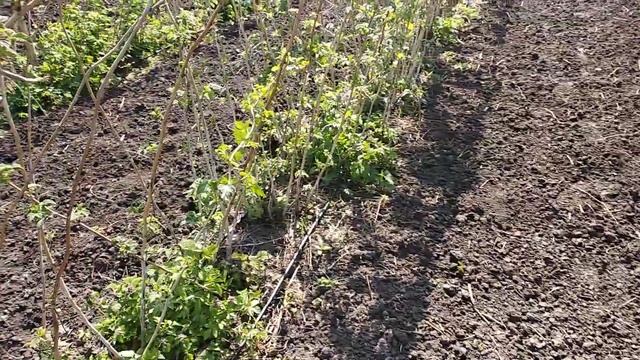 Нужно ли мульчировать соломой малину. смотреть онлайн