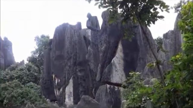 STONE FOREST смотреть онлайн