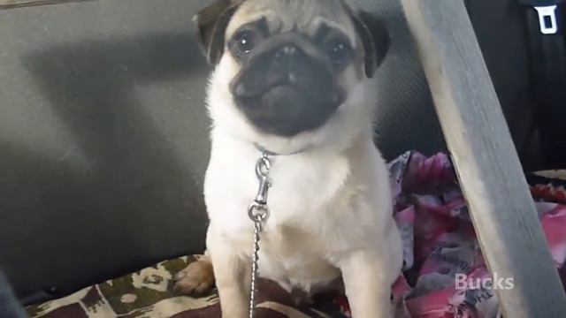 Мопс Баксик поет в машине [Singing dog in the car] смотреть онлайн