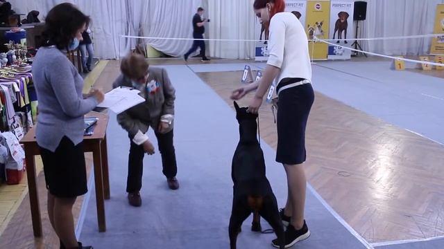 Осень с Пармой  Осенний вернисаж