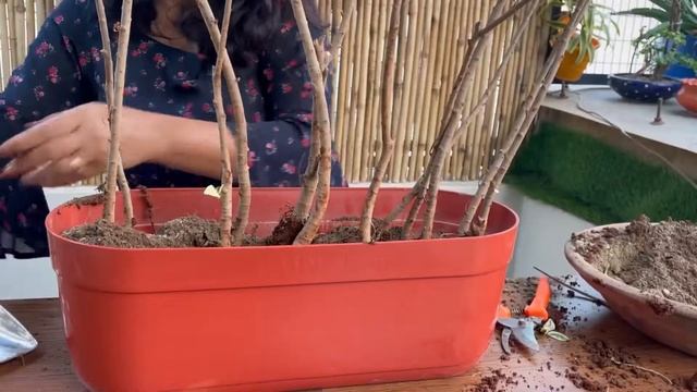 Best Way To Style Starlight Ficus Plant | Ficus Plant Craft | How To Make A Ficus Grill