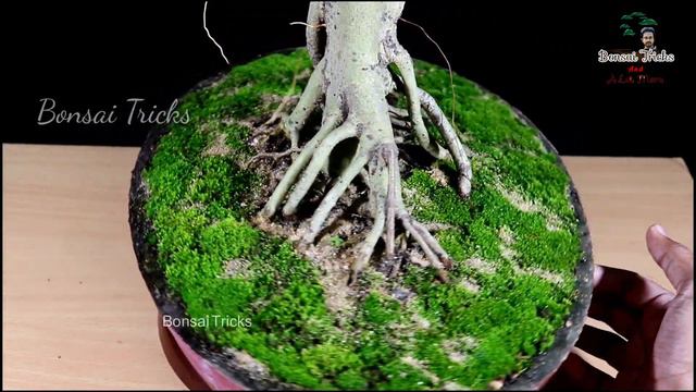 How To Make A Bonsai Tree At Home | Ficus Bonsai | बोन्साई कैसे बनाएं | Bonsai For Beginners