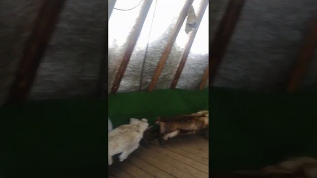 Чум. Где живут люди на Севере смотреть онлайн