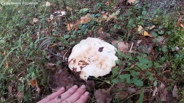 СУПЕР ТИХАЯ ОХОТА! МНОГО ГРИБОВ-ПОЛНАЯ КОРЗИНА! ГРИБНОЙ БЕРЁЗОВЫЙ ЛЕС - ГРИБЫ 2020 смотреть онлайн