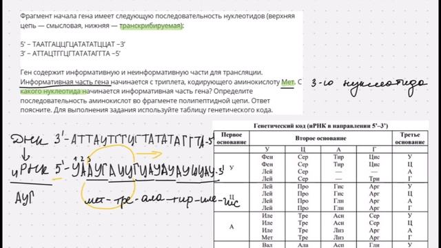 Определение открытой рамки считывания. Решение задач на биосинтез белка. Задание 28 ЕГЭ по биологии смотреть онлайн