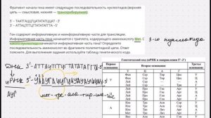 Определение открытой рамки считывания. Решение задач на биосинтез белка. Задание 28 ЕГЭ по биологии