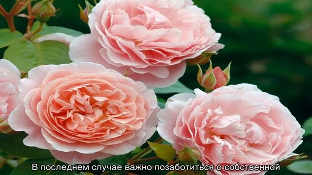 Ржавчина на розах — почему появляется и чем лечить смотреть онлайн